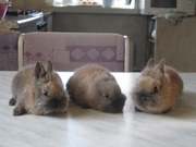 Продаются милые,  ручные карликовые крольчата!