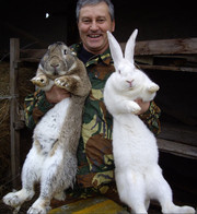 Продаю на племя кроликов порода Бельгийский великан Фландр,  