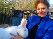 Кролики породы Фландр,   Новозеландская Белая