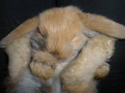 Карликовый кролик порода Вислоухий баран
